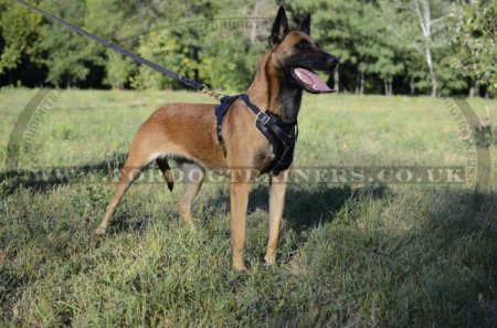 Padded Dog Harness for Malinois | Bestseller Leather Dog Harness