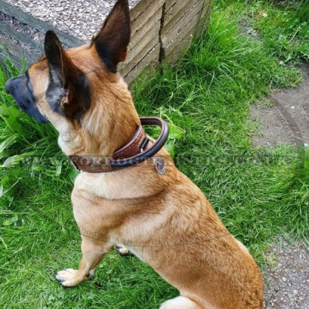 K9 Belgian Malinois Training Collar with Handle 2 Ply Leather