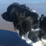 The Best Newfoundland Harness for Stop Dog Pulling&Easy Walking