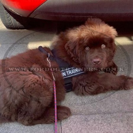 K9 Dog Harness No Pull Front Clip to Stop Dog Pulling on Lead