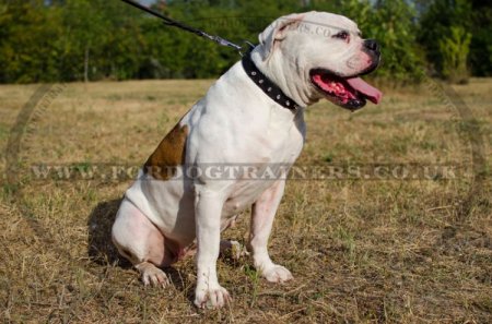 "Rose" Fashionable Leather Dog Collar For American Bulldog With Spikes