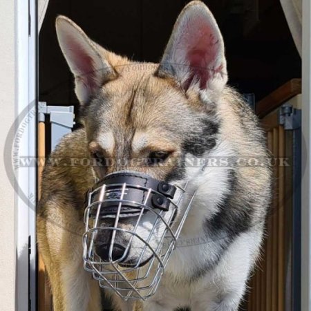 Get Best Muzzle Dog Muzzle that Allows Drinking for Big & Small Dogs