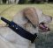 Labrador Collar UK Bestseller | Dog Collar with Handle