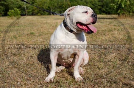 American Bulldog Collars with Vintage Plates | Large Dog Collars