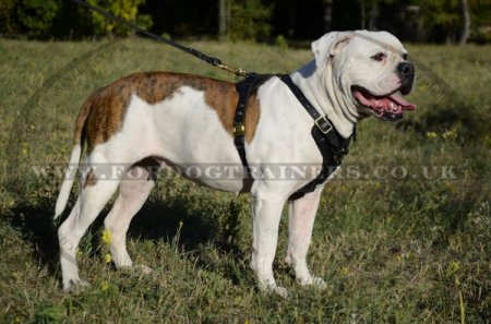 American Bulldog Harness UK | Padded Leather Harness NEW