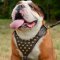 English Bulldog Harness Brass Studded | Walking Dog Harness UK