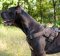 Great Dane Training Dog Harness | Strong Dog Harness