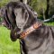 Italian Mastiff Dog Collar with Painting | Designer Dog Collar