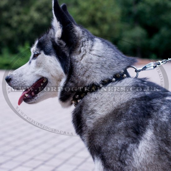 Best Collar for a Husky Dog with Brass and Nickel Rivets