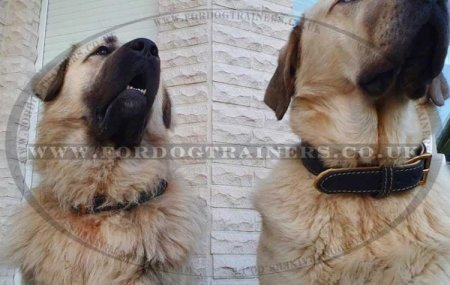 Handmade Large Padded Dog Collar with Buckle