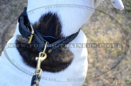 "VIP Class Doggy" Best Dog Collar For American Bulldog With Braided Design