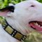 English Bull Terrier New Dog Fashion Collar