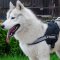 Husky Harness with Handle and Reflexive Trim | High Vis Harness