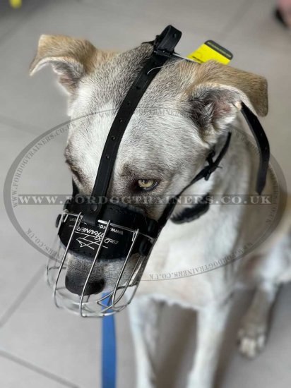 Choose Medium Sized Dog Muzzle for Middle Dog Breeds