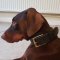 2 Ply Leather, Strong and Thick Doberman Collar for Dog Training