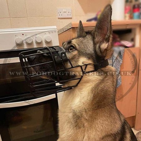 Malinois Dog Muzzle Basket Covered with Black Ruber