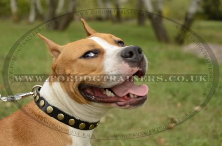 The Best Staffy Leather Collar with Brass Studs