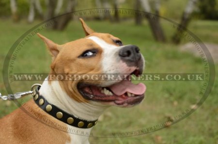 Best collar for best sale staffy