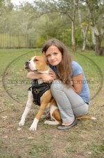 Padded Leather Dog Harness for Comfort and Style of Your Staffy!_3