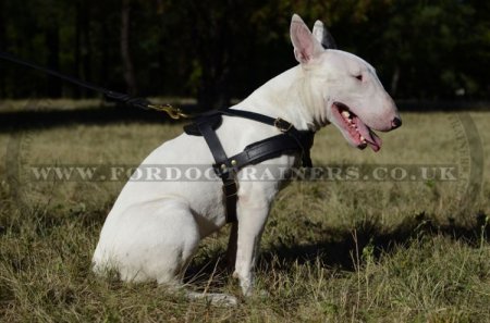 Bull Terrier Harness for Pulling, Walking and Tracking