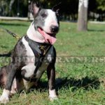 Bull Terrier Leather Dog Harness | Leather Dog Harness for Dogs