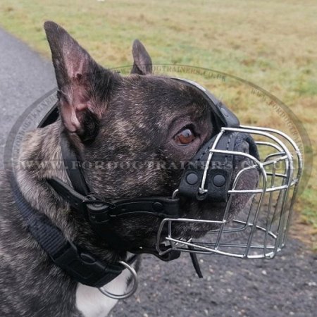 The Best French Bulldog Muzzle UK for Flat Nosed Dogs