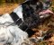 English Springer Spaniel Dog Collar Size for Daily Use, Nylon