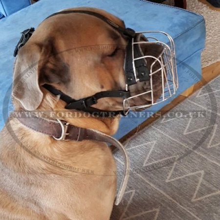 Padded Cane Corso Muzzle for Mastiff Breeds Wire Basket