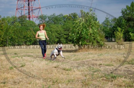 "Jewel" Exclusive American Bulldog Harness UK Adorned With Pyramids