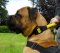 Dog Collar with Handle for Boerboel Mastiff | Mastiff Collars UK