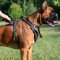 Leather Dog Harness for Boxer | Boxer Harness for Sale