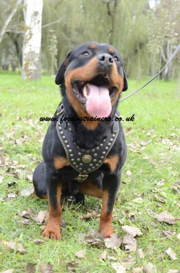 Rottweiler Harness UK Royal Studded Leather