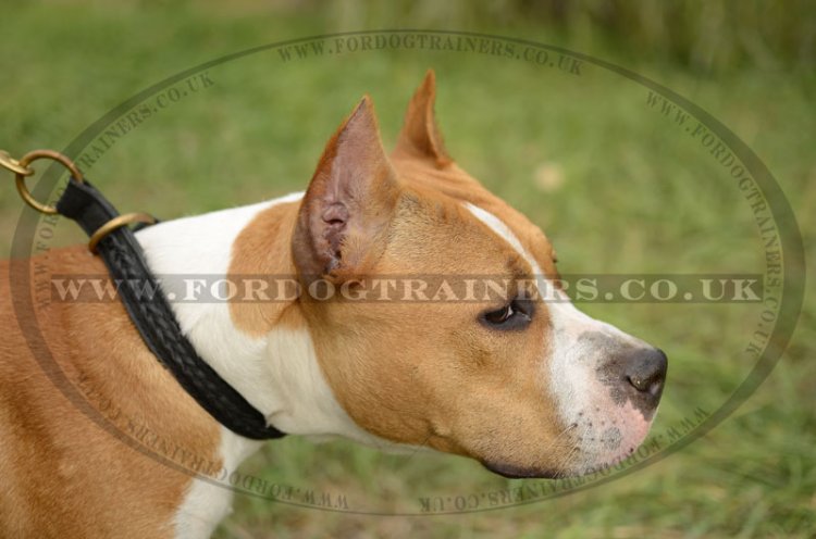 New Braided Leather Choke Collar for Staffordshire Bull Terrier