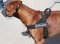 Rhodesian Ridgeback Dog Harness, UK - Better Control and Comfort