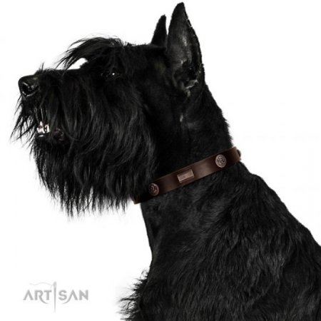 Studded Chocolate Brown Leather Dog Collar For Active Walking