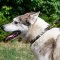 Leather Dog Collar with Dotted Brass Circles for Laika, Husky