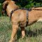 Cane Corso Dog Harness Best Royal Design, Top Quality