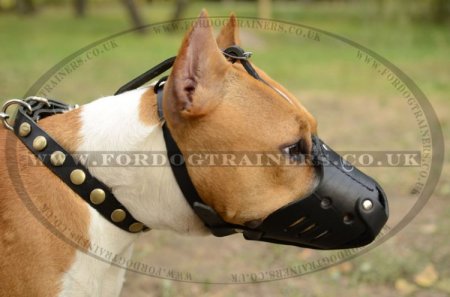 Staffordshire Bull Terrier Muzzle, Leather | Muzzle for Staffy