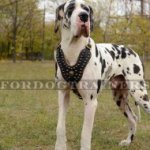 Great Dane Royal Dog Studded Leather Harness