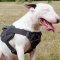 Nylon Harness for Bull Terrier | English Bull Terrier Harness