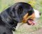 Great Swiss Mountain Dog Collars UK | 2 Ply Braided Dog Collar