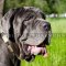 Neapolitan Mastiff Collar for Large Dogs | Leather Dog Collar