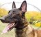 Round Leather Collar | Soft Leather Dog Collar for Malinois, NEW