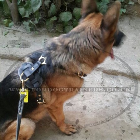 Dog Harness Real Leather with Soft Padded Chest XL ONLY!