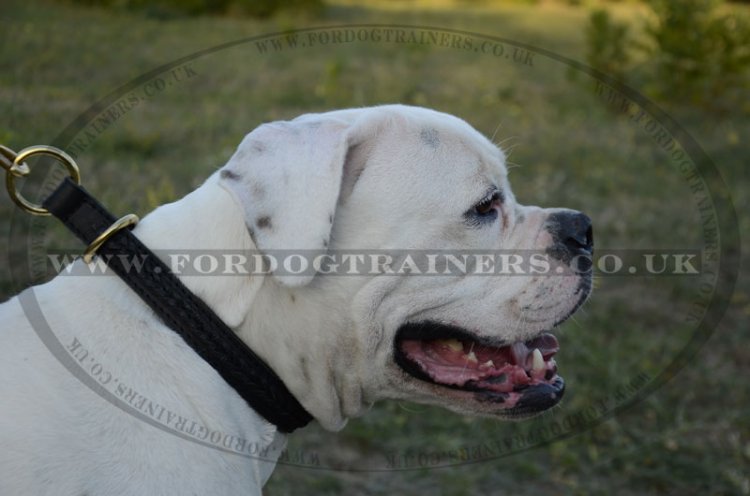 Durable Choke Dog Collar For American Bulldog