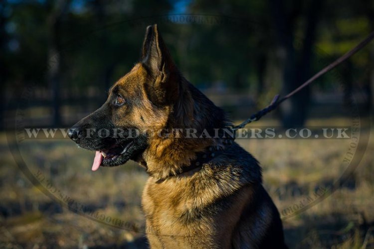 Stylish Decorated Dog Collar for German Shepherd Walking