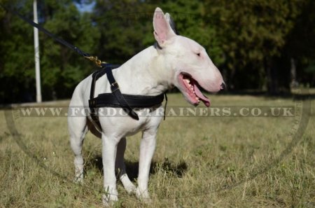 Bull Terrier Harness for Pulling, Walking and Tracking