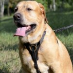 Dog Harness for Labrador Walking/Training | Padded Dog Harness