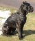 Cane Corso Mastiff Harness | Cane Corso Harness Bestseller