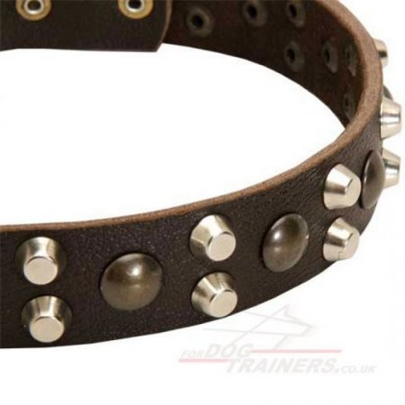 Best Collar for a Husky Dog with Brass and Nickel Rivets